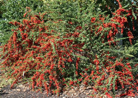 Landscaping Tool Store Near Me Research Garden Bushes With Red Berries