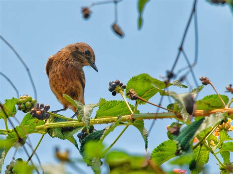 Bird Sitting On The Tree Free Image By Srishu On