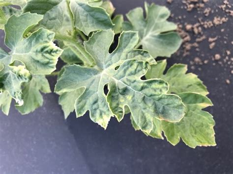 2023 Watermelon Weekly Update 2 Panhandle Agriculture