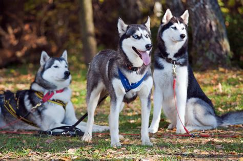 Do you want husky alaskan dog names for your new snow dog? Huskies on Film - All About Siberian Huskies