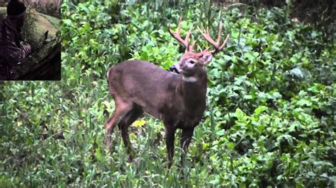 Big Kentucky Whitetail Buck Youtube