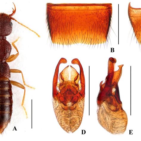 Nazeris Congchaoi A Habitus B Male Sternite Vii C Male