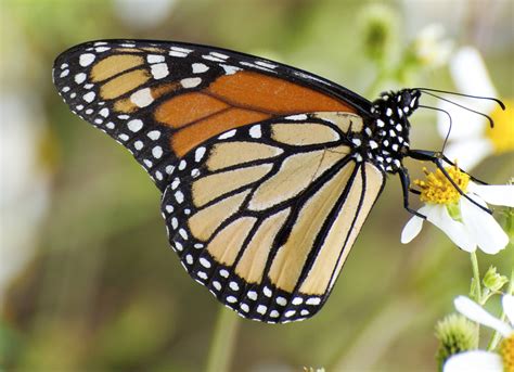Butterflies Of Alabama Guntersville Outdoor Alabama