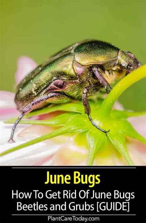 How To Get Rid Of June Bugs Beetles And Grubs Guide June Bug Plant