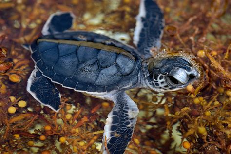 Sea Turtle Hatchlings Are Mostly Female As Temperatures Rise In Us