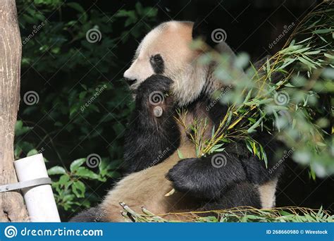Beautiful Shot Of A Panda Chewing On Branches Hiding Behind A Plant