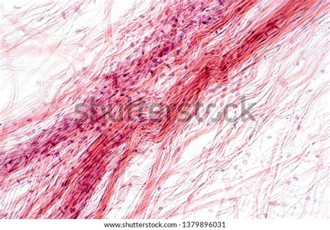 Areolar Connective Tissue Under Microscope View Stock Photo