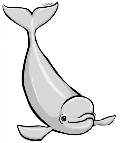 Baby Beluga Whale Cartoon
