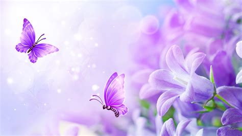 1920x1200 1920x1080 bliss soft butterflies pastel summer flowers lilac fragrant lavender floral flower wallpaper black and 1920x1200 lilac wallpaper hd: Lavender Color Wallpaper (56+ pictures)