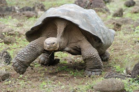 7 Fakta Galapagos Tortoise Spesies Kura Kura Darat Terbesar Di Dunia