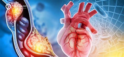Fungsi Otot Jantung Dalam Tubuh Manusia Heartology