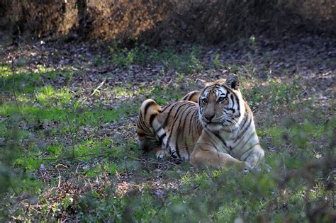 Shenandoah Tiger Carolina Tiger Rescue