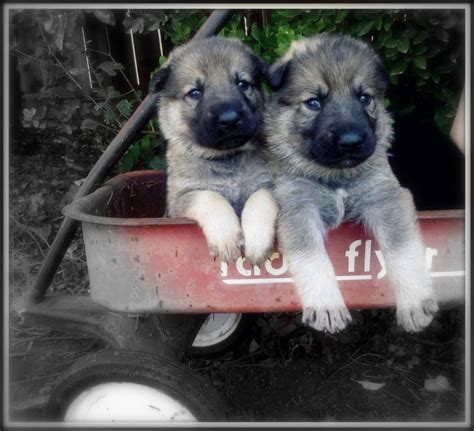 Silver Sable German Shepherd Puppies 1000 Images About Silver Sable