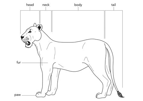 Mammal Body Parts Illustration Used In Gr 4 6 Natural Scie Flickr