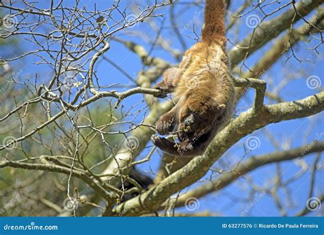 Brown Howler or Brown Howling Monkey Stock Photo - Image of lifetime