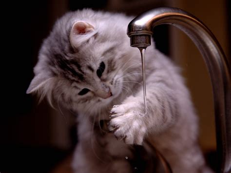 Why Dont Cats Like Water