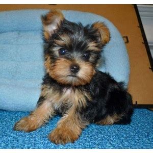 Dogs - Arizona - Free Classified Ads