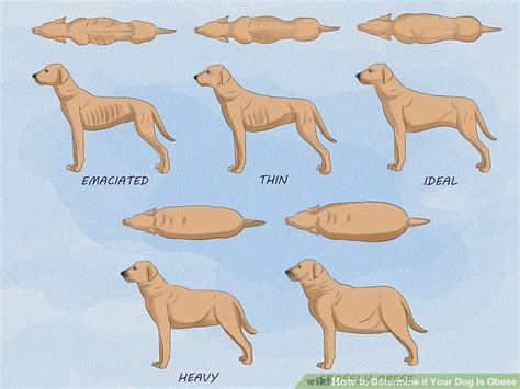 How To Determine If Your Dog Is Obese 13 Steps With Pictures