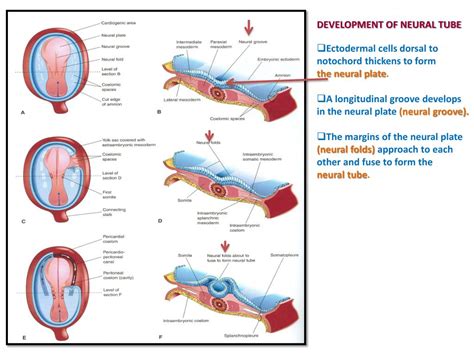The role that ra plays in the development and patterning of the spinal cord is discussed. PPT - DEVELOPMENT OF VERTEBRAL COLUMN & SPINAL CORD ...