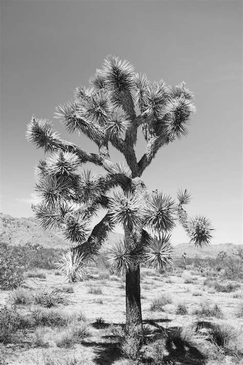 Joshua Tree Black And White Desert Photography California Etsy