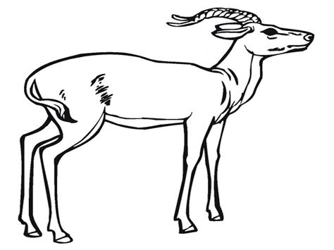 Antelope Coloring Pages - Kidsuki