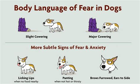 Infographic The Body Language Of Fear In Dogs The Dogington Post
