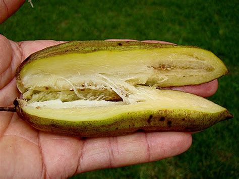 Polynesian Produce Stand Guajilote Parmentiera Aculeata Cucumber