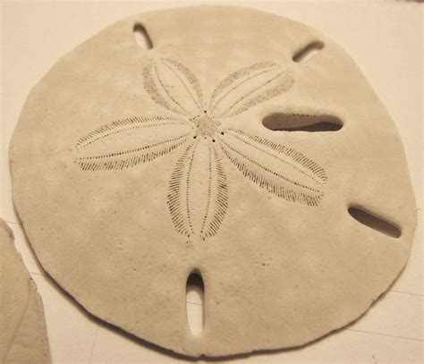 What Are Sand Dollars Science Abc