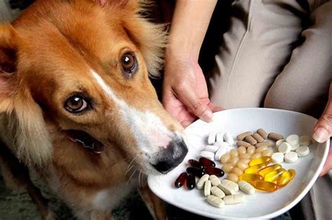 The best way to make sure a recipe has what it takes is to choose one created by an expert with training in dog nutrition, says jennifer larsen, dvm, phd. Best Dog Vitamins: Know When to Give Supplements to Your Dogs