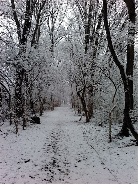 Snowy Path Through The Trees Winters Tale Tree Line Walk In The