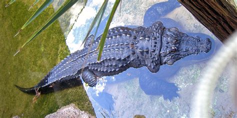 New Orleans Louisiana Alligator Notable Travels Notable Travels