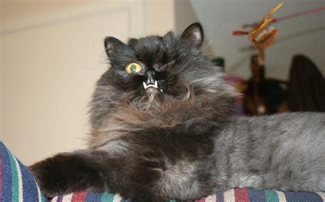 cats scary  eyed vampire cat   stuff nightmares  meowed  caters news agency