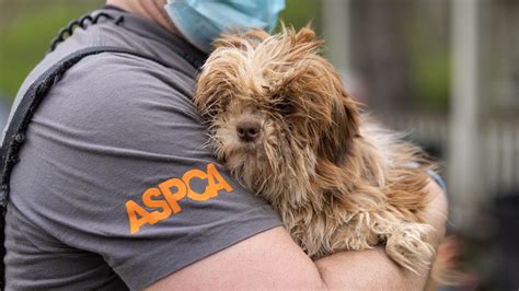 Aspca Police Rescue 30 Dogs In Alabama