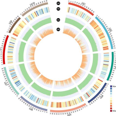 Circos Visualization Of Snp Distribution At The Genome‐wide Level A