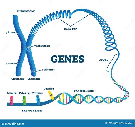 Biologia Molecular Do Gene