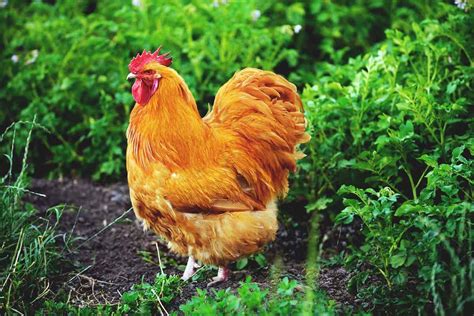 Best Backyard Chicken Breeds Photos Cantik