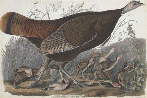 after john james audubon 1785 1851 by william home lizars 1788 1859 and robert havell 1793