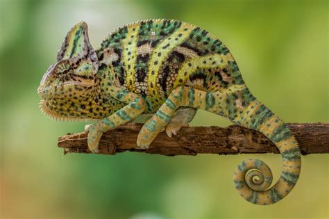 Basic Care Veiled Chameleons Arizona Exotics Lizards Resources