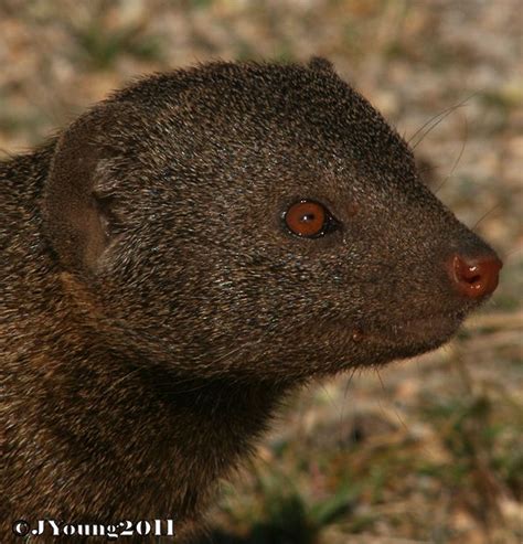 South African Photographs Common Dwarf Mongoose Helogale Parvula