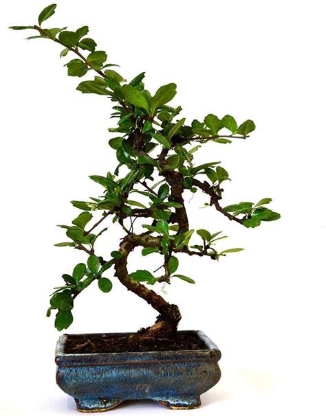 Maybe you would like to learn more about one of these? Fukien Tea Problems | Basic Bonsai Tree Care