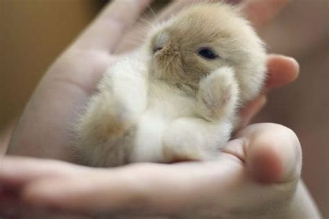 Just About The Cutest Baby Bunny Youll Ever See Rpics