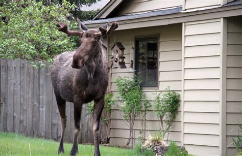 Alaska Officials To Residents Dont Feed The Moose Cbc News