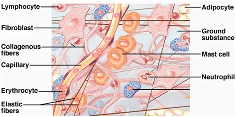 Papillary layer of the dermis, the subcutaneous layer, and in… loose connective tissue proper. Classification of connective tissue