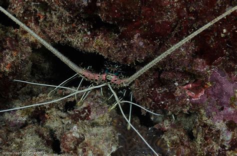 Painted Spiny Lobster Panulirus Versicolor Colors Of The Reef