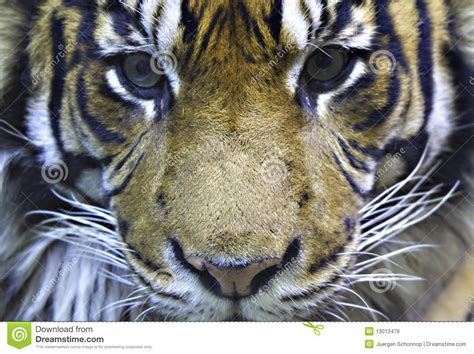 Tiger Head Stock Image Image Of Male Wildlife Head 13013479