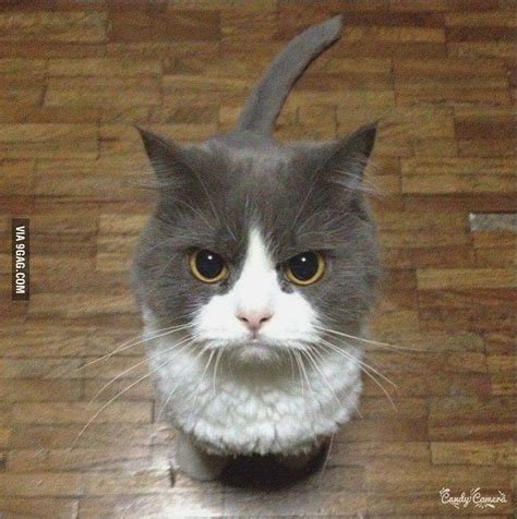 Angry Kitten Gag