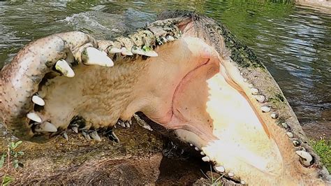 Feeding The Biggest Saltwater Crocodiles At Gatorland Youtube