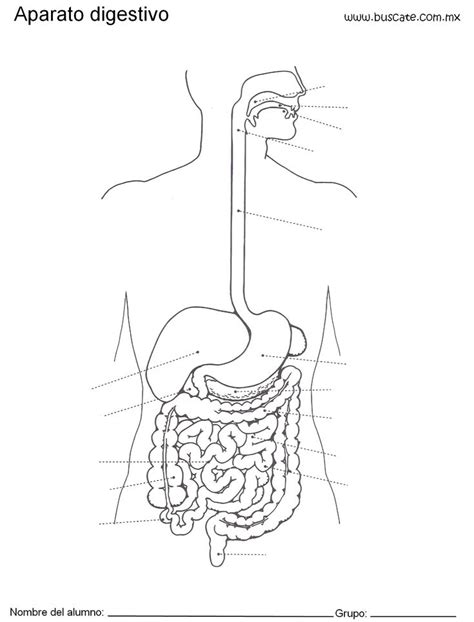 Aparato Digestivo Humano Aparato Digestivo Dibujo Esquema Del Cuerpo