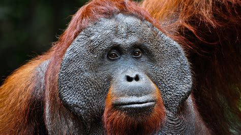 The Orangutans Of Borneo Where To Go In February Lonely Planet A