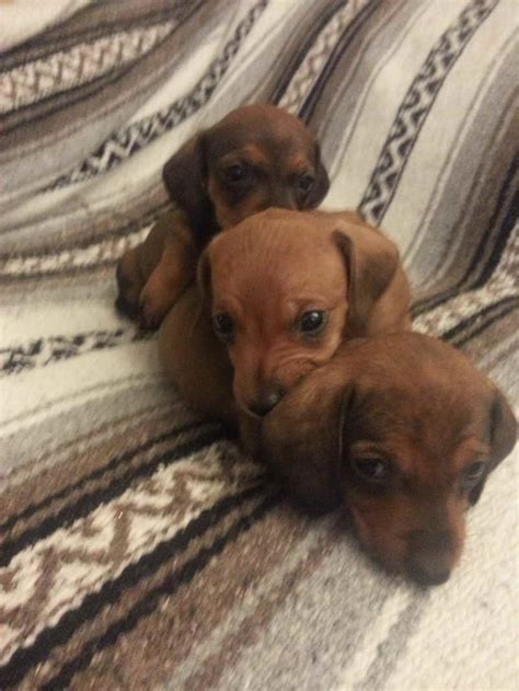 Join millions of people using oodle to find puppies for adoption, dog and puppy listings, and other pets adoption. Dachshund Puppies For Sale In Columbus Ohio | PETSIDI